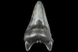 Fossil Megalodon Tooth - South Carolina #130739-2